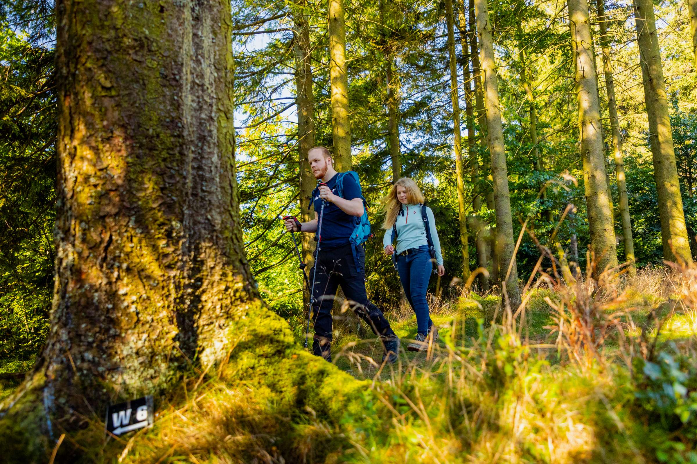 Unterwegs auf dem Wanderweg W6 im Sauerland Wanderer gehen auf dem beschilderten Wanderweg W6 bei Willingen